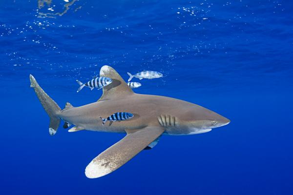 Oceanic whitetip shark and pilot fish, Central Pacific Ocean. © naturepl.com/Doug Perrine/WWF